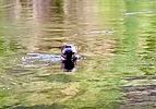2025-08-05 :: Lower Salt River - Waterusers to PhonD :: DesertNymph