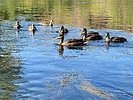 photo thumbnail #8