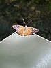 photo thumbnail #11