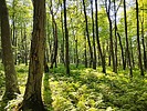 photo thumbnail #8
