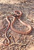 2025-08-10 :2: Meridian Trail :: gummo