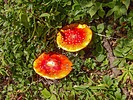 photo thumbnail #8