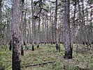photo of comment