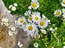 photo thumbnail #14