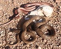 2025-08-17 :2: Meridian Washes :: gummo
