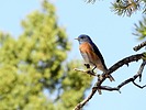 2025-05-10 :3: Bluewater Creek :: outdoor_lover