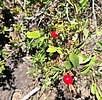 2025-08-18 :1: Kendrick - Pumpkin - Bull Basin Loop :: joebartels