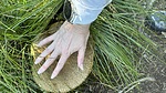 photo of comment