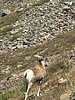 2025-08-18 :2: Wheeler Peak via Williams Lake :: Pivo