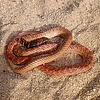 2025-08-19 :2: Spillway Trail - Usery :: gummo