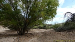 photo thumbnail #12