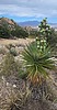 2025-08-29 :1: Manning Camp via Reddington Road :: joebartels