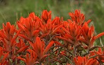 2025-05-31 :3: Burnt Mesa :: outdoor_lover