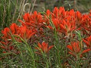 2025-05-31 :3: Burnt Mesa :: outdoor_lover