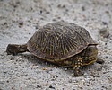 photo thumbnail #15