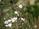 photo thumbnail #15