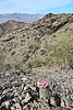 2025-09-01 :1: Telegraph - Prospector Lasso Loop :: joebartels