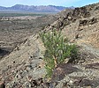 2025-09-01 :1: Telegraph - Prospector Lasso Loop :: joebartels