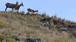 2025-07-22 :3: Big Arm - Kerr - Wild Horse Island :: tibber