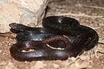 2025-09-01 :2: Ruidoso Trail - Usery :: gummo