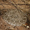 2025-09-01 :2: Ruidoso Trail - Usery :: gummo