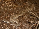 2025-09-01 :2: Ruidoso Trail - Usery :: gummo
