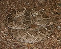 2025-09-01 :2: Ruidoso Trail - Usery :: gummo