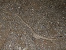 2025-09-03 :2: Hawes Trail System :: gummo
