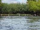 2025-08-28 :: Lower Salt River - Waterusers to PhonD :: DesertNymph