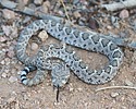 2025-09-07 :2: Hawes Trail System :: gummo