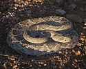 2025-09-07 :2: Hawes Trail System :: gummo