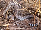 2025-09-07 :2: Hawes Trail System :: gummo