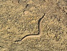 2025-09-07 :2: Sonoran Trail - MMRP :: DixieFlyer