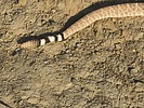 2025-09-07 :2: Sonoran Trail - MMRP :: DixieFlyer