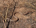 2025-09-09 :2: Cat Peaks Loop :: gummo