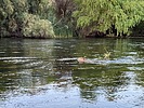 2025-09-08 :: Lower Salt River - Waterusers to PhonD :: DesertNymph