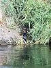 2025-09-08 :: Lower Salt River - Waterusers to PhonD :: DesertNymph