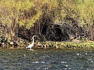 2025-09-08 :: Lower Salt River - Waterusers to PhonD :: DesertNymph