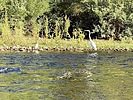 2025-09-08 :: Lower Salt River - Waterusers to PhonD :: DesertNymph