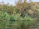2025-09-08 :: Lower Salt River - Waterusers to PhonD :: DesertNymph
