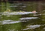 2025-09-08 :: Lower Salt River - Waterusers to PhonD :: DesertNymph
