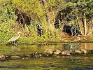 2025-09-08 :: Lower Salt River - Waterusers to PhonD :: DesertNymph