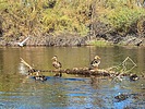 2025-09-08 :: Lower Salt River - Waterusers to PhonD :: DesertNymph