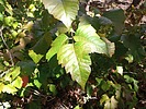 photo of comment