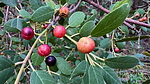 photo thumbnail #3
