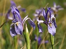 2025-06-05 :3: Valles Caldera NP :: outdoor_lover
