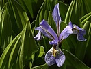 2025-06-05 :3: Valles Caldera NP :: outdoor_lover