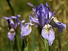 2025-06-05 :3: Valles Caldera NP :: outdoor_lover