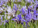 2025-06-05 :3: Valles Caldera NP :: outdoor_lover