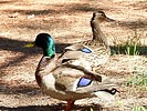 2025-06-08 :3: Enchanted Circle Scenic Byway :: outdoor_lover